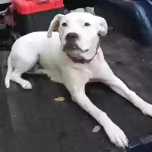 lost female dog luna