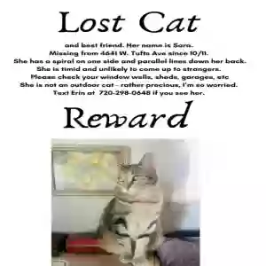 lost female cat sara (originally registered under liona w/ microch