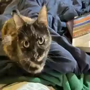 lost female cat kitten ( tispy)!