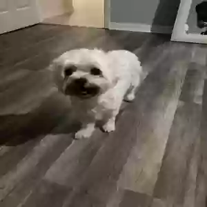 lost female dog penny