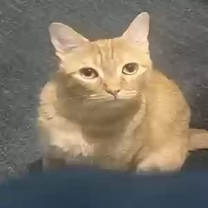 lost male cat simba