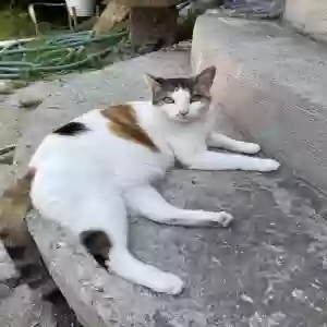 lost female cat mochi