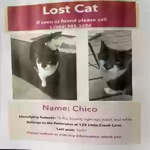 lost male cat chico
