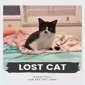 lost female cat black&white