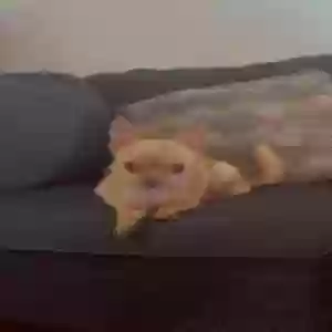 lost female dog aby