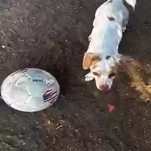 lost female dog pickles