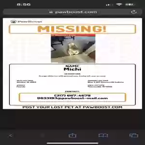 lost female dog michi