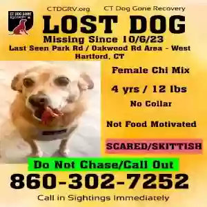 lost female dog tilly