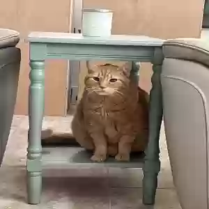 lost male cat max