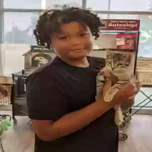 lost female cat luna