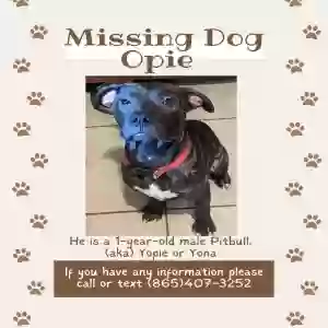 lost male dog opie