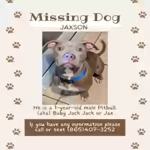 lost male dog jaxson