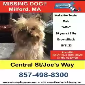 lost male dog alfie (mini yorkie)