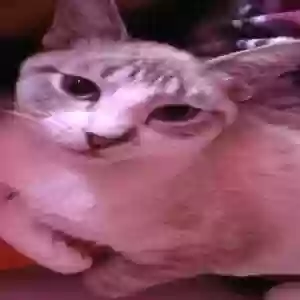 lost male cat miso