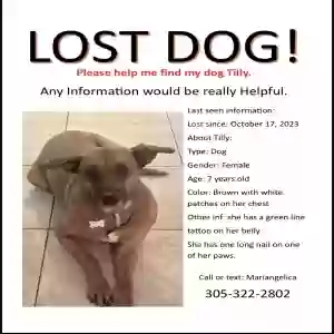 lost female dog tilly