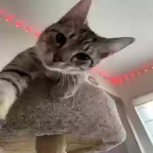 lost female cat luna