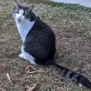 lost male cat davinci