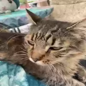 found female cat missy