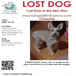 lost female dog chucha