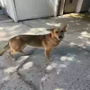 found female dog unknown