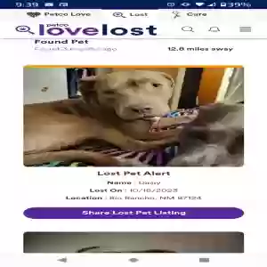 lost female dog dasiy