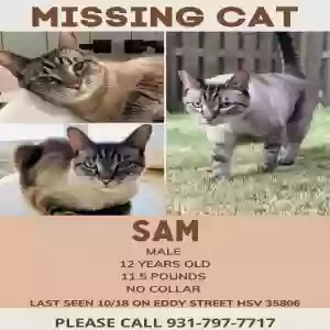 lost male cat sam bowers