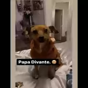 lost male dog papa