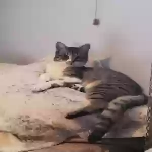 lost female cat schezwan