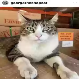 lost male cat george (503.781.9016)