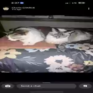 lost female cat rosie