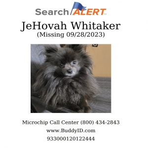 lost male dog jehovah whitaker