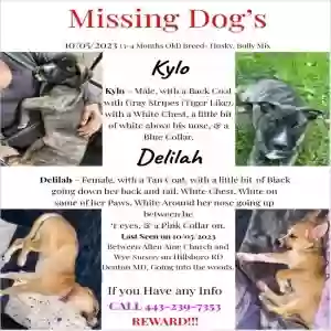 lost unknown dog kylo and delilah