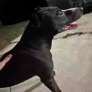 found male dog unknown