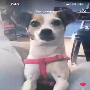 lost female dog tyra
