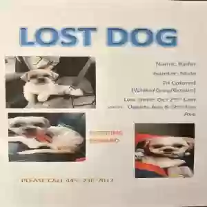 lost male dog ryder