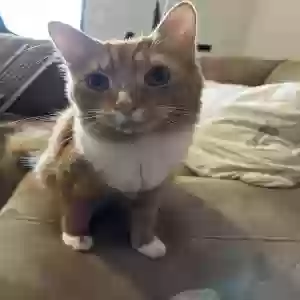 lost male cat enzo