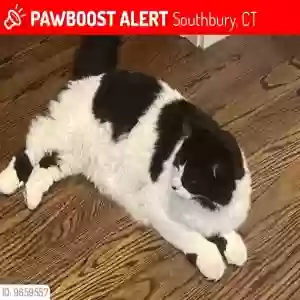 lost male cat shadow