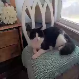 lost male cat luke