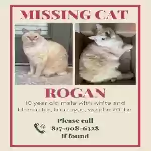 lost male cat rogan