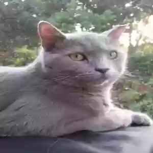 lost male cat neo/ kitty kitty