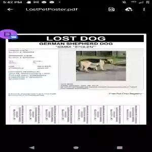 lost male dog simba