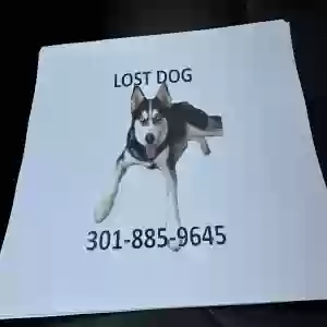 lost male dog xoro