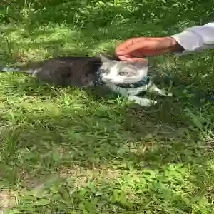 lost male cat leo