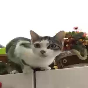 lost male cat hh or half and half