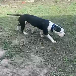 found male dog unknown