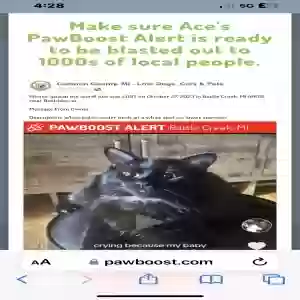 lost male cat ace