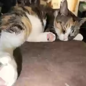 lost female cat gemma