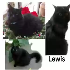 lost male cat lewis