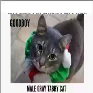lost male cat goodboy