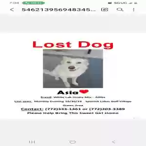 lost female dog asia